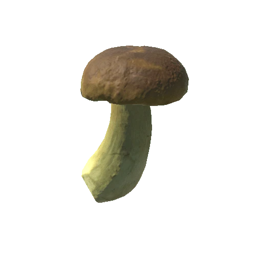 Fungus17