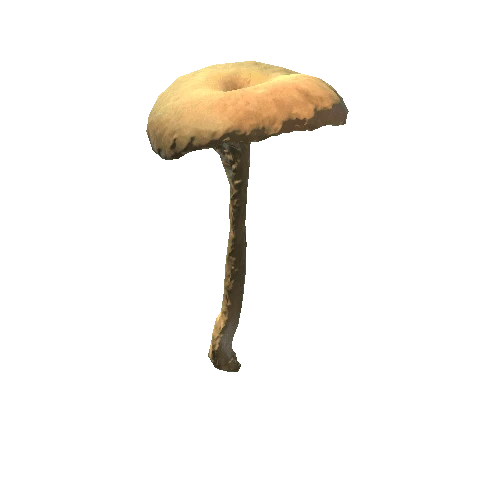 Fungus19