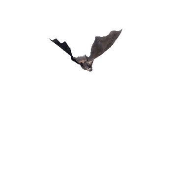 Bat