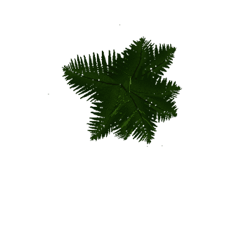 fern2