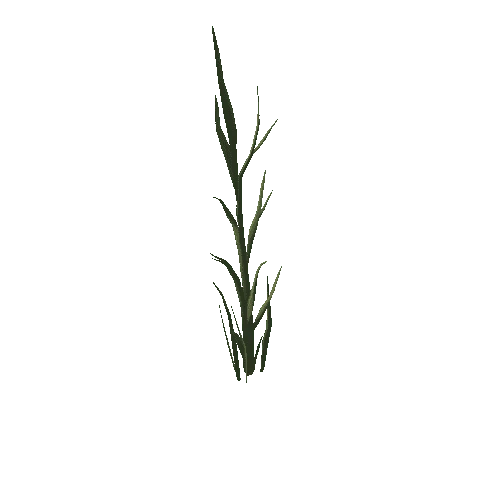 Grass_Tall_C