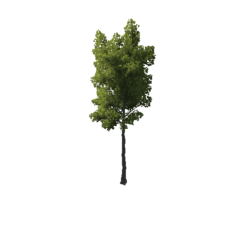 TreeCreator_Tall_A