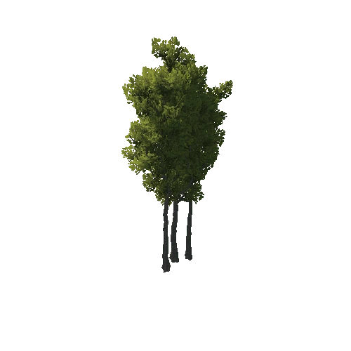 TreeCreator_Tall_B
