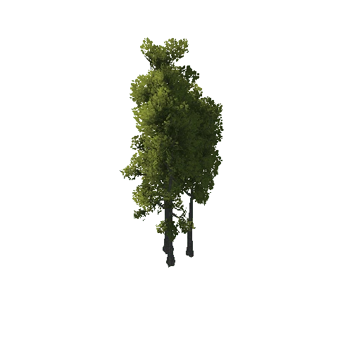 TreeCreator_Tall_C