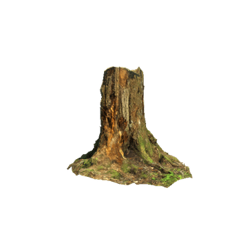 forest_stub_01