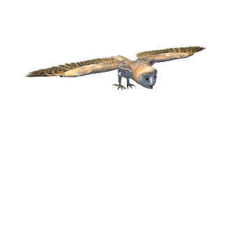 BarnOwl