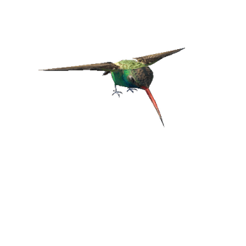 AIBroadTailHummingbird