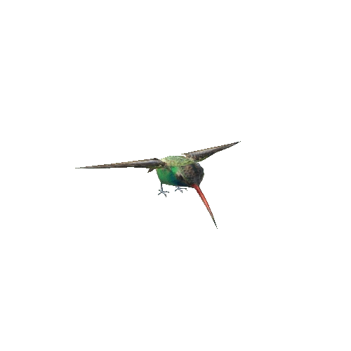 BroadTailHummingbird