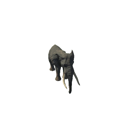 elephant_ii_fv_rm_LP_m03