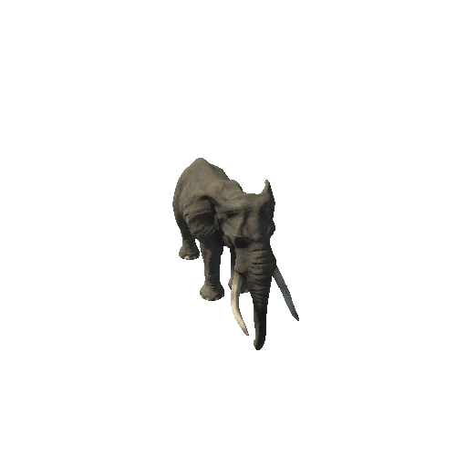 elephant_ii_fv_rm_SHP_m01