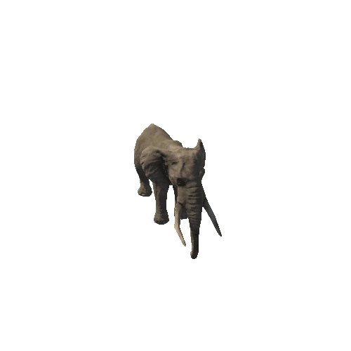 elephant_ii_fv_rm_SLP_m02