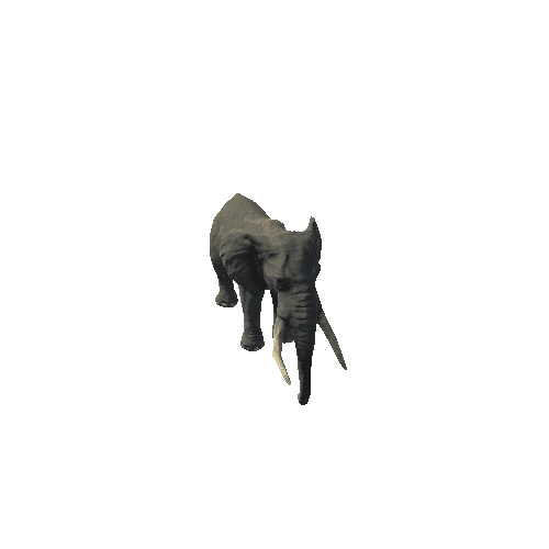 elephant_ii_fv_rm_SLP_m03