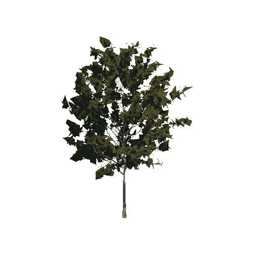 cP_Tree06