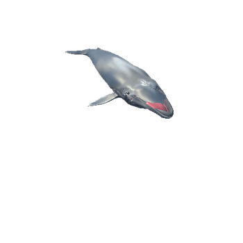 PA_BlueWhaleIdle