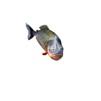 Piranha