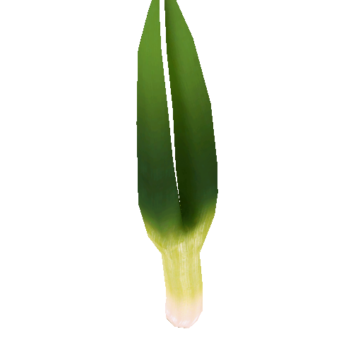 Leek