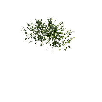 bush2