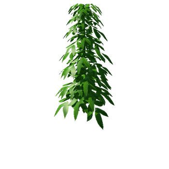 plant22