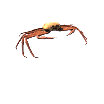 CrabModelHigh