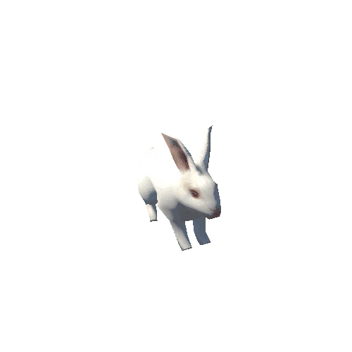 rabbit