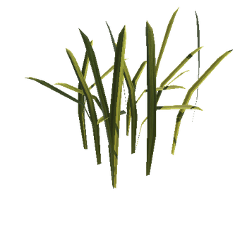 grass_C_2