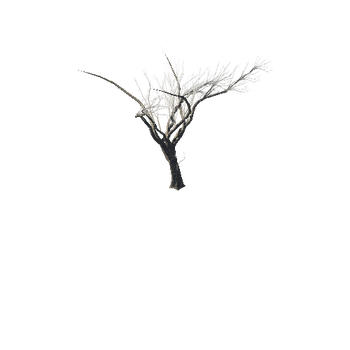 Tree_6