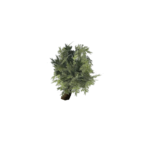 Tree_03