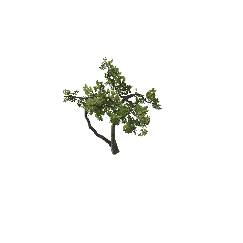 Tree10_5