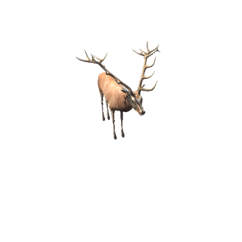 DeerMiddlePoly