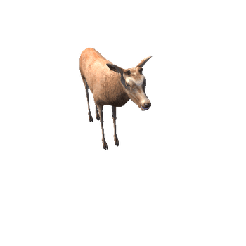 DeerModelNoAntlerLowPoly