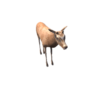 DeerModelNoAntlerMiddlePoly