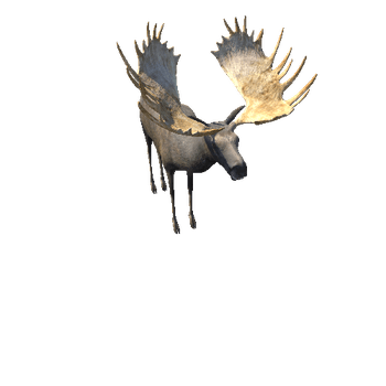 MooseMiddlePoly