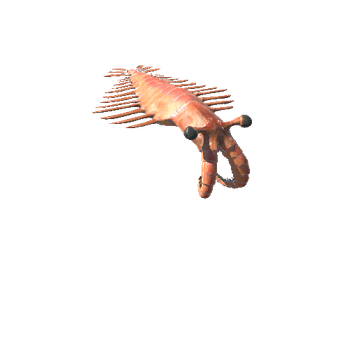 AnomalocarisModelLOD0