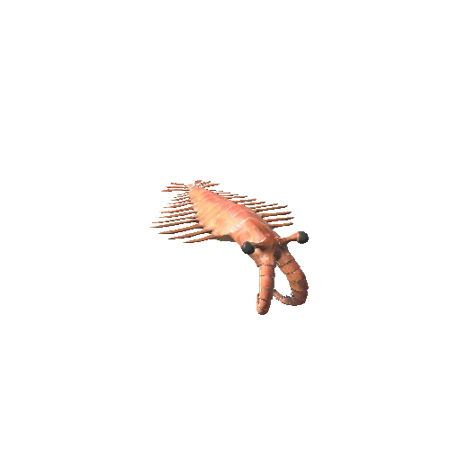 AnomalocarisModelLOD0