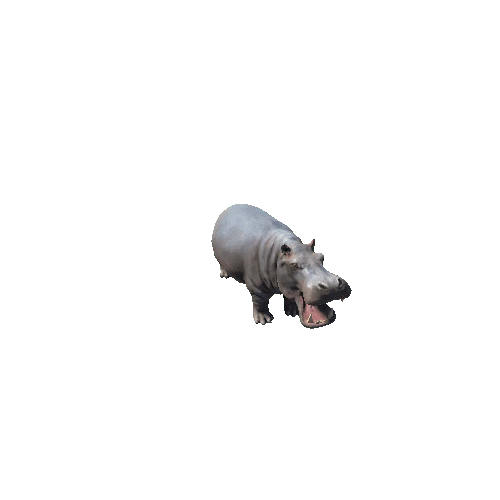hippopotamus_fv_ip_Hp