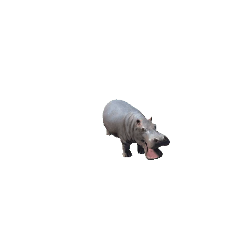 hippopotamus_fv_ip_LP