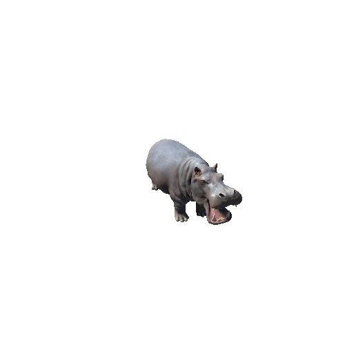 hippopotamus_fv_ip_SHP
