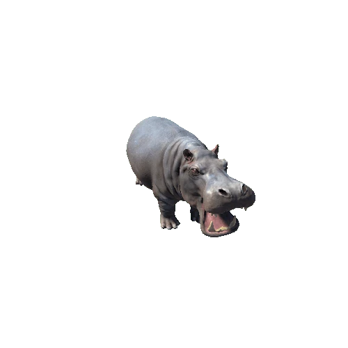 hippopotamus_fv_rm_SHP