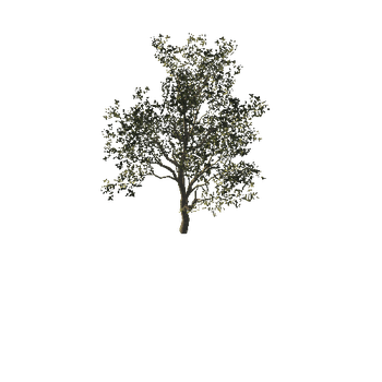 tree1B