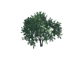 tree1E
