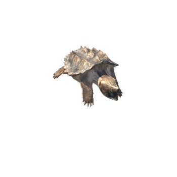 AlligatorAnappingTurtle