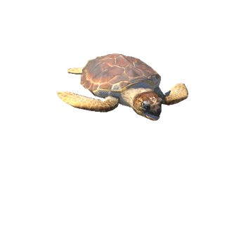 LoggerheadSeaturtleLowPoly