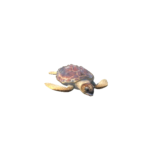 LoggerheadSeaturtleYoungTwoLODs