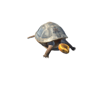 ChineseBoxTurtleTwoLODs