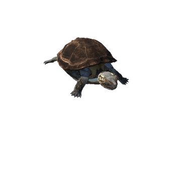 PondTurtleLowPoly