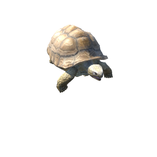 AfricanSpurredTortoise