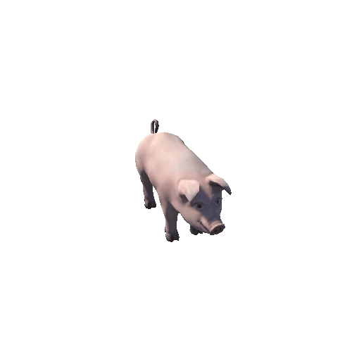 Pig