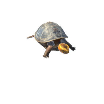 ChineseBoxTurtle