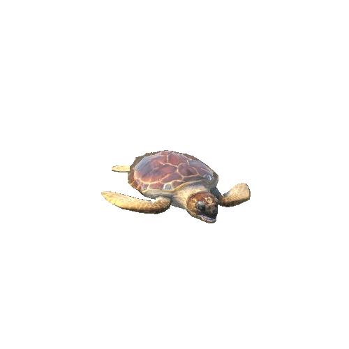 LoggerheadSeaturtleLowPoly