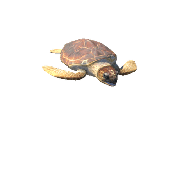 LoggerheadSeaturtleTwoLODs